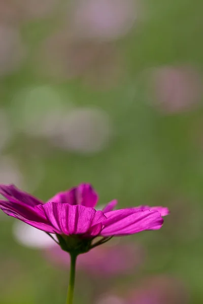 背景の詳細ピンクの菊 — ストック写真