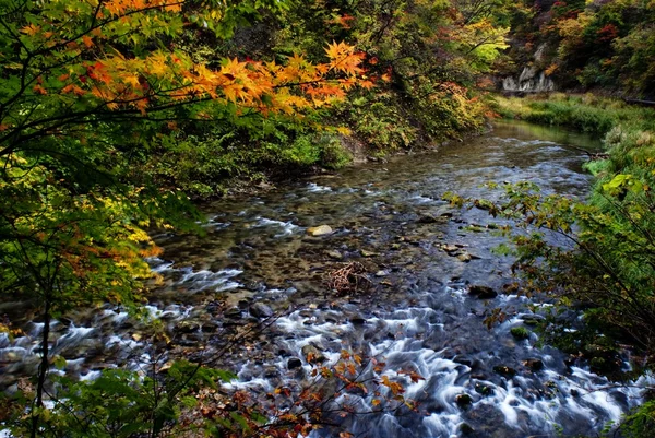 秋天的 oirase、 日本 — 图库照片