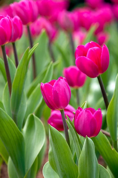 Тюльпан с хорошим цветом фона — стоковое фото