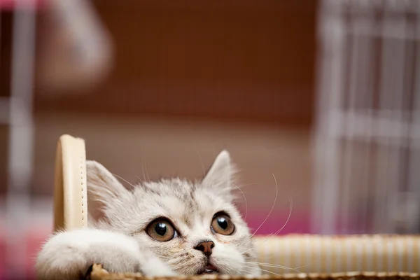 Scottish Fold gato mira en alguna parte — Foto de Stock