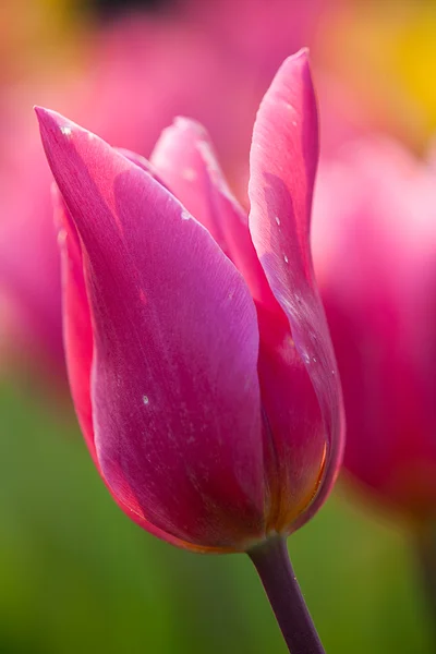 Tulipano con bel colore di sfondo — Foto Stock