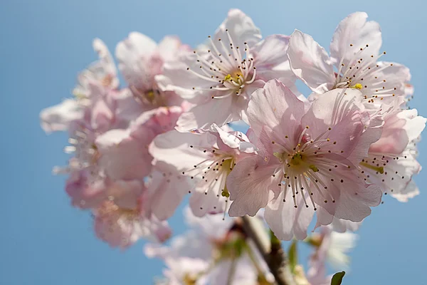 Flor de cerejeira isolada com céu cor azul — Fotografia de Stock