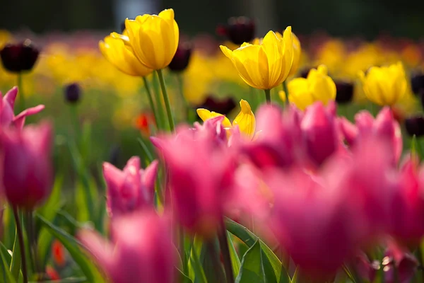 Tulip met mooie achtergrondkleur — Stockfoto
