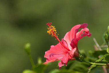 güzel yeşil arka plana sahip kırmızı hibiscus yukarıya kapatmak