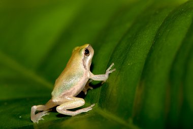 Baby Tree frog on the leaf (Hyla chinensis) clipart