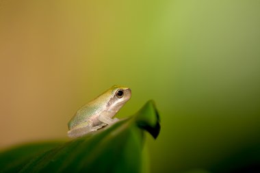 Baby Tree frog on the leaf (Hyla chinensis) clipart