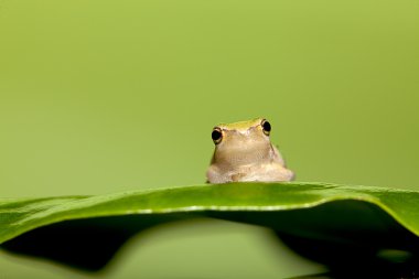 Baby Tree frog on the leaf (Hyla chinensis) clipart