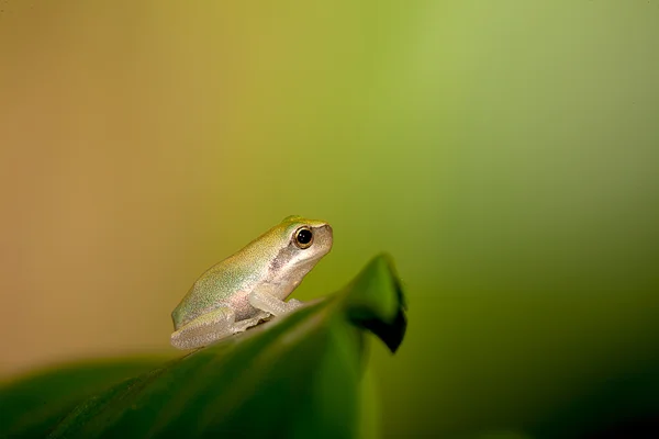 Pikkuruinen sammakko lehdellä (Hyla chinensis ) — kuvapankkivalokuva