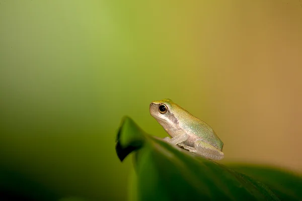 Baby Tree frog on the leaf (Hyla chinensis) — Stock Photo, Image