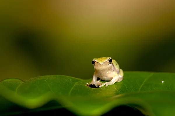 Pikkuruinen sammakko lehdellä (Hyla chinensis ) — kuvapankkivalokuva