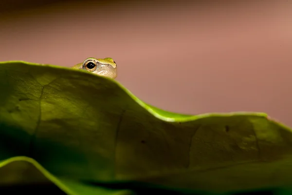 아기 나무 개구리 (Hyla 나무 잎에) — 스톡 사진