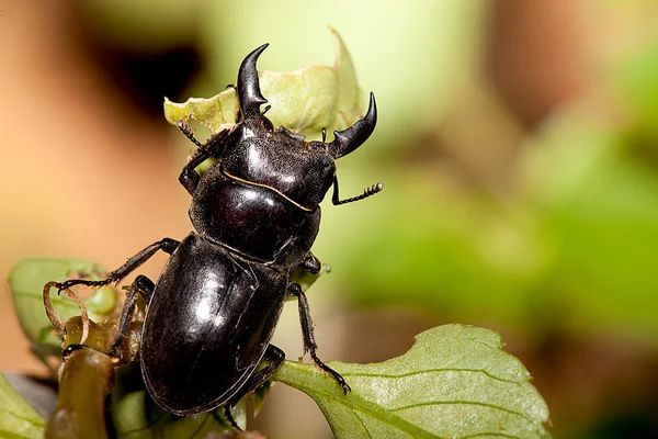 Rhinoceros beetle (Allomyrina dithotomus) with nice background green — Stock Photo, Image