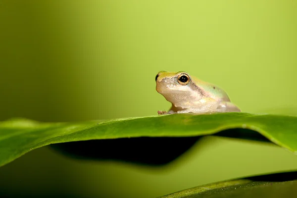 Μωρό δενδροβάτραχος σχετικά με το φύλλο (Hyla chinensis) — Φωτογραφία Αρχείου