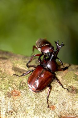 Güzel arka plan yeşil ile gergedan böceği (Allomyrina dithotomus)