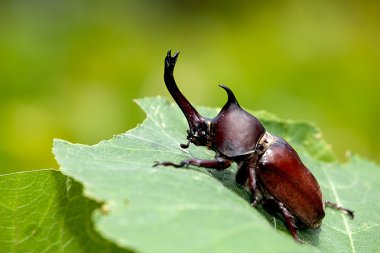 Güzel arka plan yeşil ile gergedan böceği (Allomyrina dithotomus)