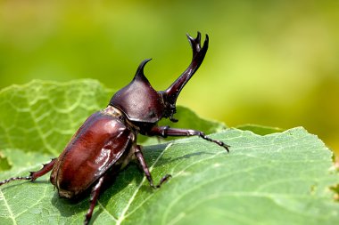 Gergedan böceği (Allomyrina dithotomus)