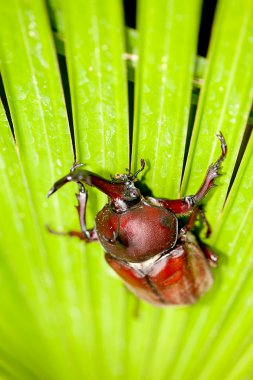 Güzel arka plan yeşil ile gergedan böceği (Allomyrina dithotomus)