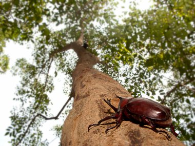 Güzel arka plan yeşil ile gergedan böceği (Allomyrina dithotomus)