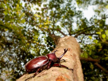 Gergedan böceği (Allomyrina dithotomus)