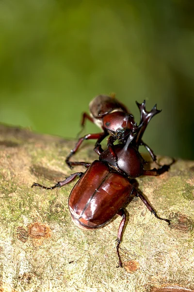 Escarabajo rinoceronte (Allomyrina dithotomus) con bonito fondo verde — Foto de Stock
