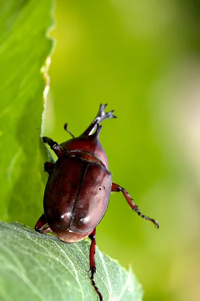 Gergedan böceği (Allomyrina dithotomus) — Stok fotoğraf