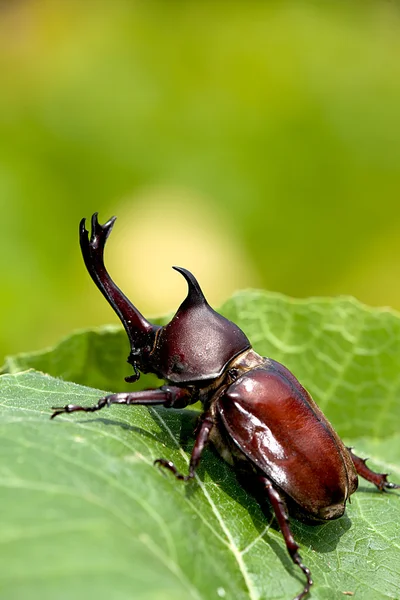 Gergedan böceği (Allomyrina dithotomus) — Stok fotoğraf