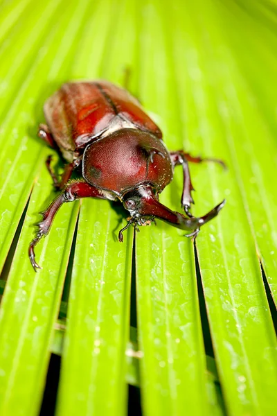 Rhinoceros beetle (Allomyrina dithotomus) — Stock Photo, Image