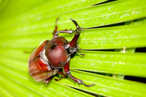Rhinoceros beetle (Allomyrina dithotomus) with nice background green — Stock Photo, Image