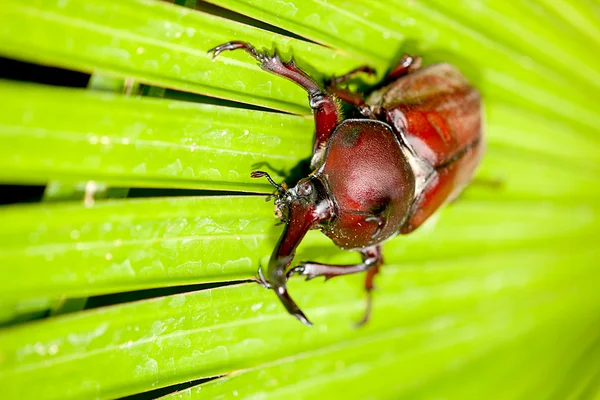 Nosorożec beetle (Allomyrina dithotomus) z ładne tło zielony — Zdjęcie stockowe