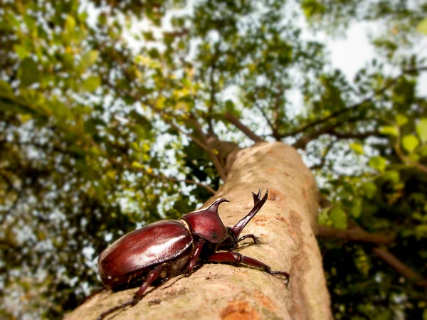 Nosorożec beetle (Allomyrina dithotomus) — Zdjęcie stockowe