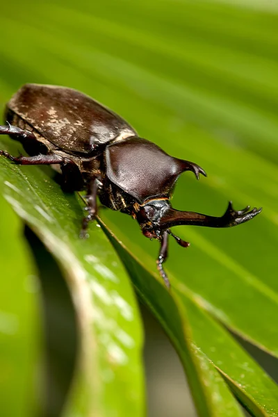 Nosorożec beetle (Allomyrina dithotomus) z ładne tło zielony — Zdjęcie stockowe