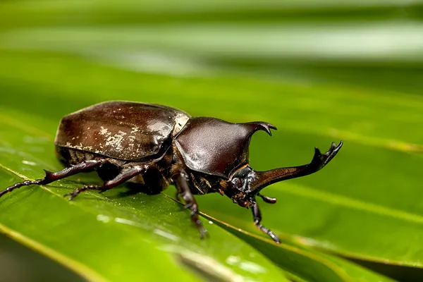 Носорог жук (Allomyrina dithotomus ) — стоковое фото