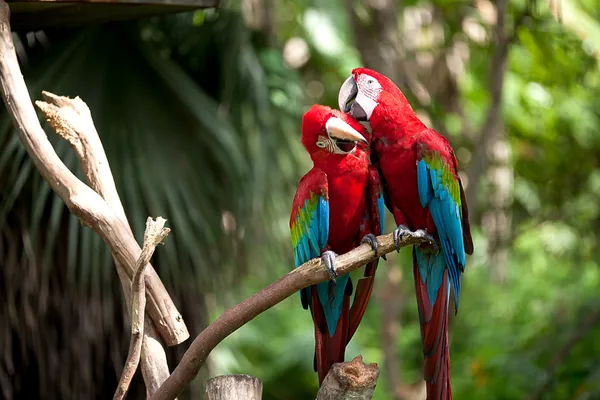 Faágon ülő színes Ara papagáj — Stock Fotó