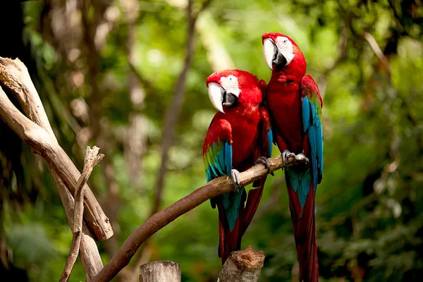 Barevné scarlet papoušek sedící na větvi — Stock fotografie