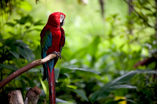 Цветущий алый ара, сидящий на ветке — стоковое фото