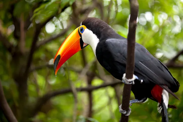 Toco Toucan in deep (Ramphastos toco) for background use — Stock Photo, Image