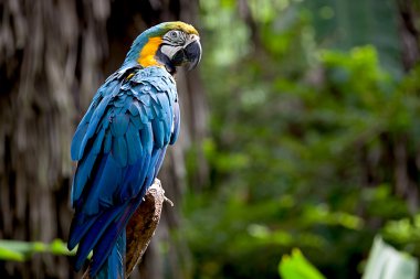 Colorful scarlet macaw perched on a branch clipart