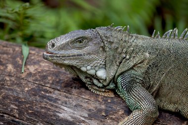 gergedan iguana