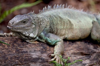 gergedan iguana