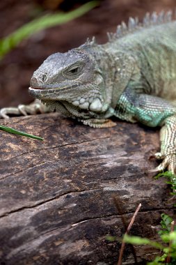 gergedan iguana