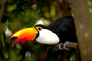 Toco Toucan