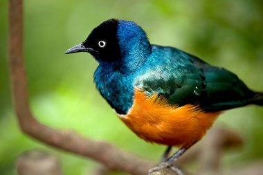 Golden breasted starling on tree for background use clipart