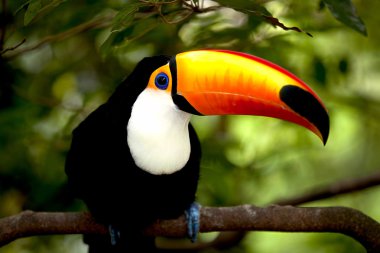 Toco Toucan