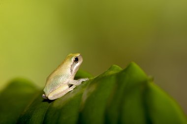 Bebek ağaç kurbağası (yeşil chinensis yaprak üzerinde)