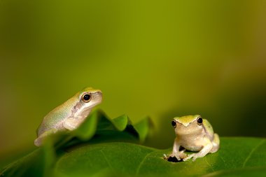 Baby Tree frog on the leaf (Hyla chinensis) clipart