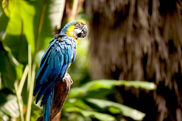 枝に腰掛け、色鮮やかな緋色のコンゴウインコ — ストック写真