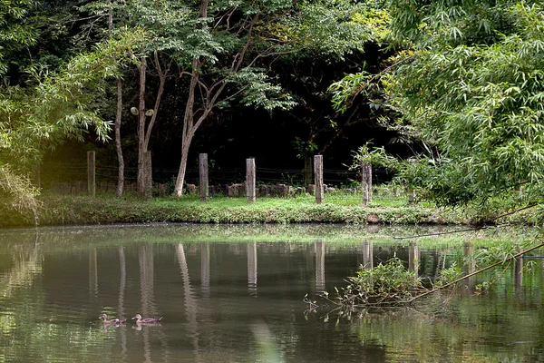 水の反射と緑の木 — ストック写真