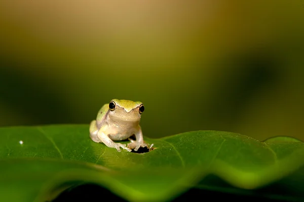 아기 나무 개구리 (Hyla 나무 잎에) — 스톡 사진
