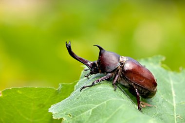 Güzel arka plan yeşil ile gergedan böceği (Allomyrina dithotomus)