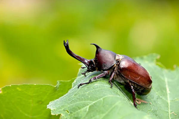 stock image Rhinoceros beetle (Allomyrina dithotomus) with nice background green